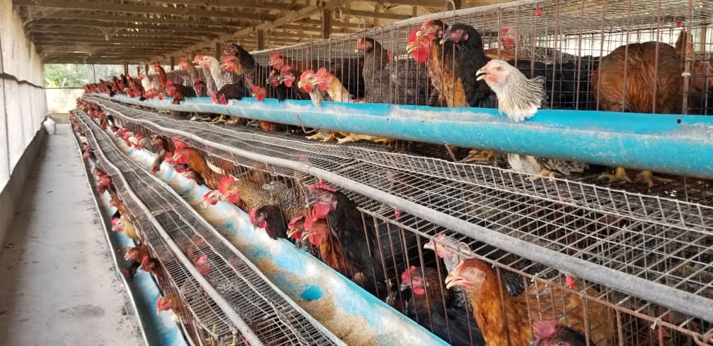 Early morning at the pen