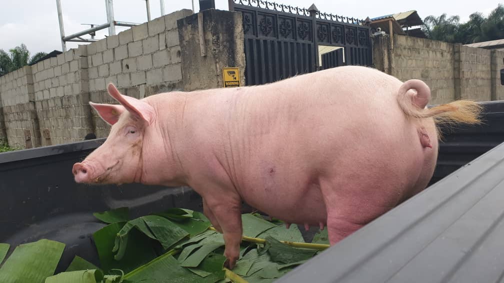 Fresh Start to the Day — Sow on Their Way to the Farm