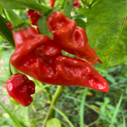Vibrant Habanero Peppers Thriving in Open Field, Ready for Harvest