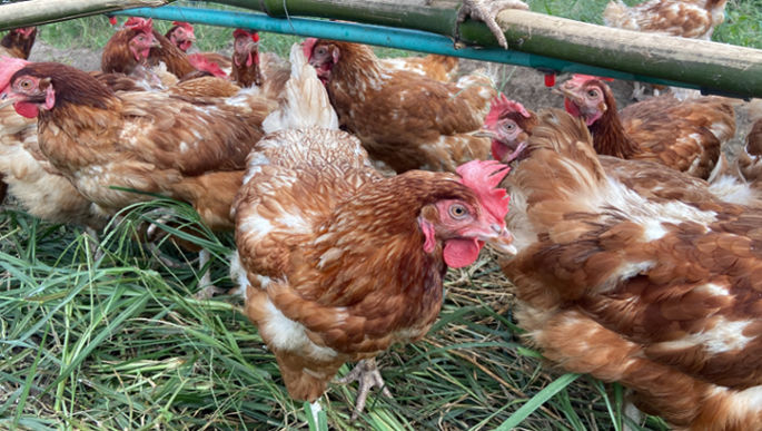 Retired Layers Enjoying Free-Range Pasture
