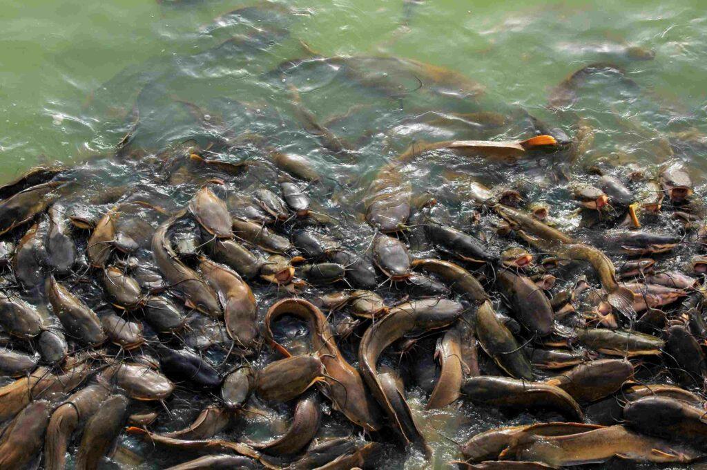 Catfish Business Plan