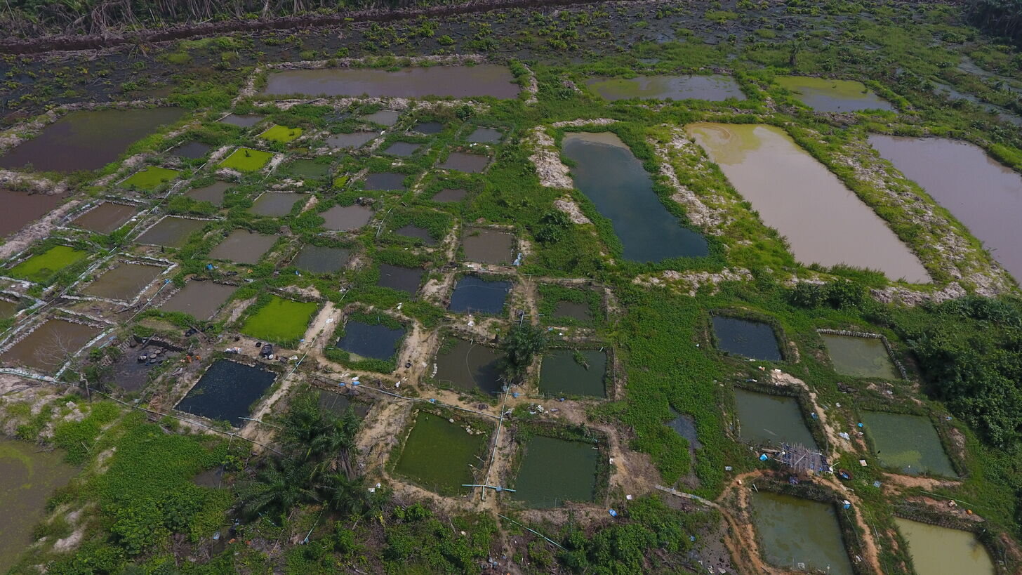 Aerial View of Our Catfish Farming Sections