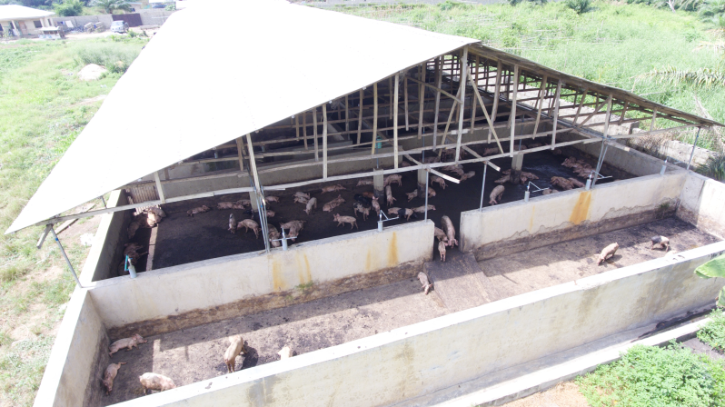 Aerial View of Our Piggery Sections