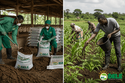 How Job Seekers Can Start a Chicken Manure Business and Resell to Crop Farmers