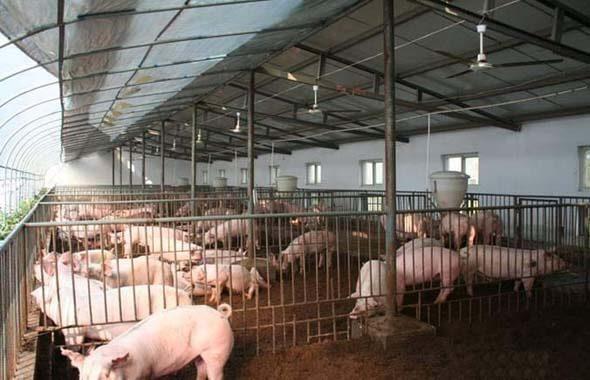 Piggery Business Plan