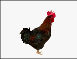 Noiler Live Chicken (Male)