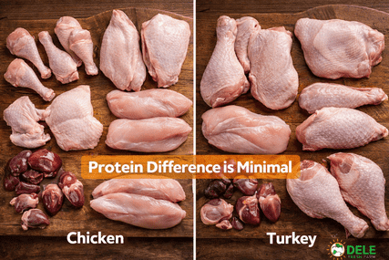 Chicken Meat Vs Turkey Meat: Which One Has More Protein?