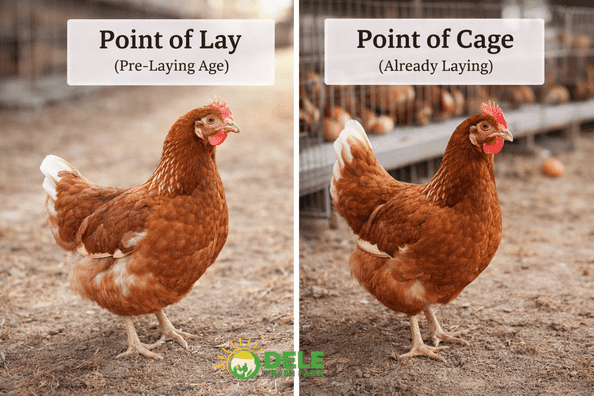 Difference Between Point of Lay and Point of Cage Layers Chicken