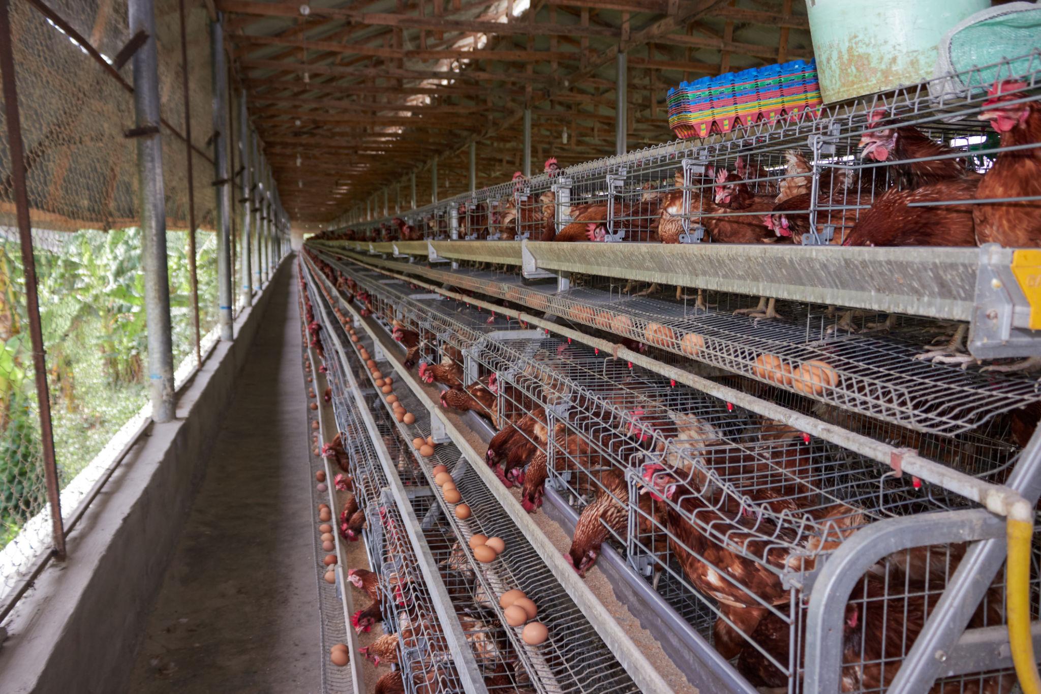 Poultry Business Plan