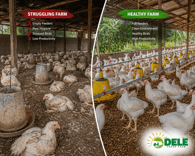 Why Livestock Farming in Nigeria Is Failing — And What Nobody Is Talking About