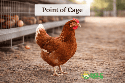 Point of Cage Layers