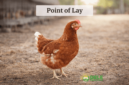Point of Lay Layers